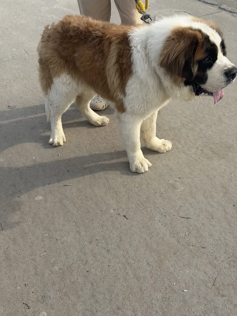 Friendly dog — photo 5