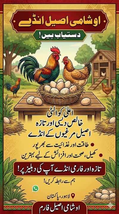 White shamo chicks | Shamo Aseel | Oh shamo | shamo egg | Chicks