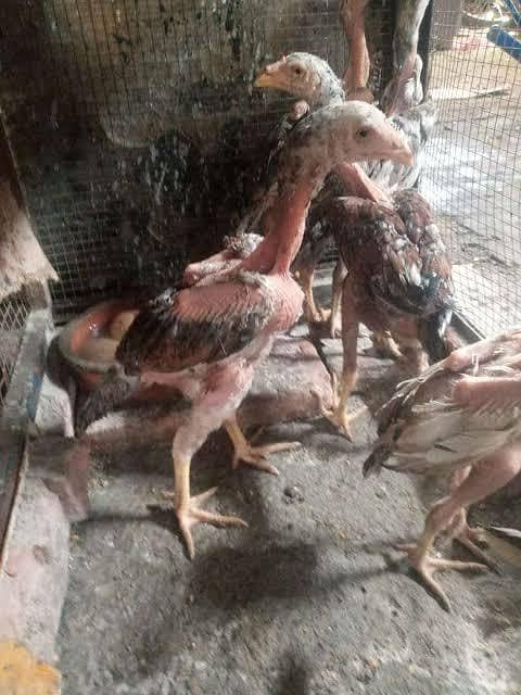 ہمیں اصیل چوزے چاہیے 0