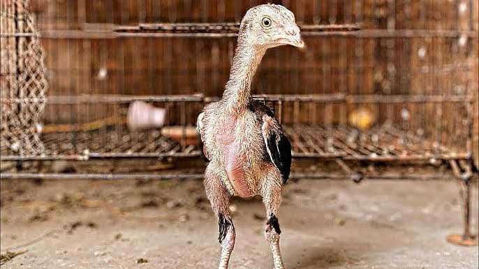 ہمیں اصیل چوزے چاہیے 1