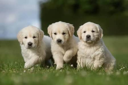 Golden Retriever  puppies