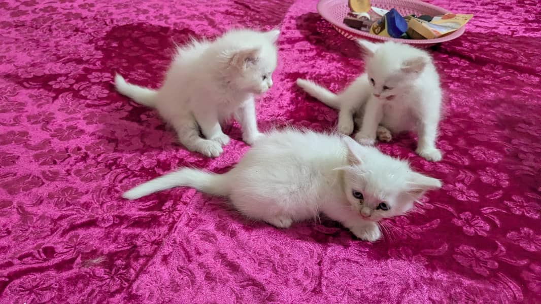 kittens 1