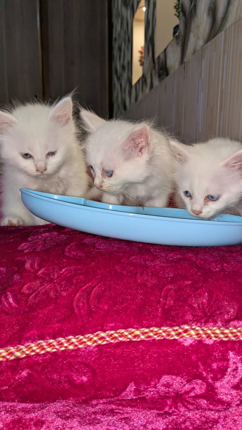 kittens 3