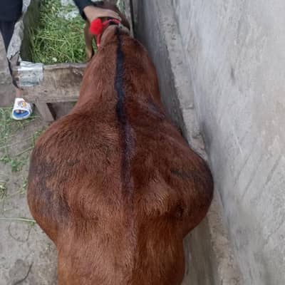 Nagari beatal feamale goat for sale