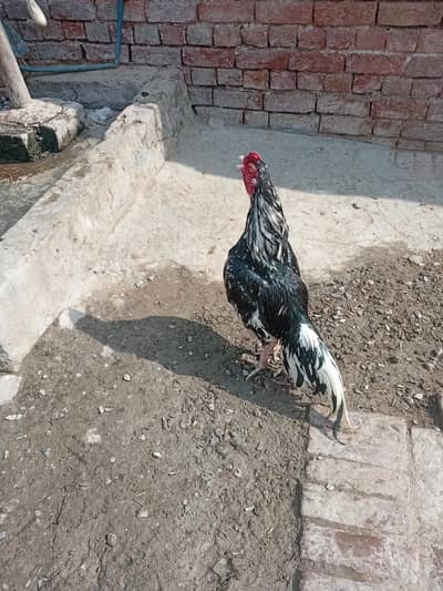 2 Aseel pathay for saill my what's app number 0305-7399015