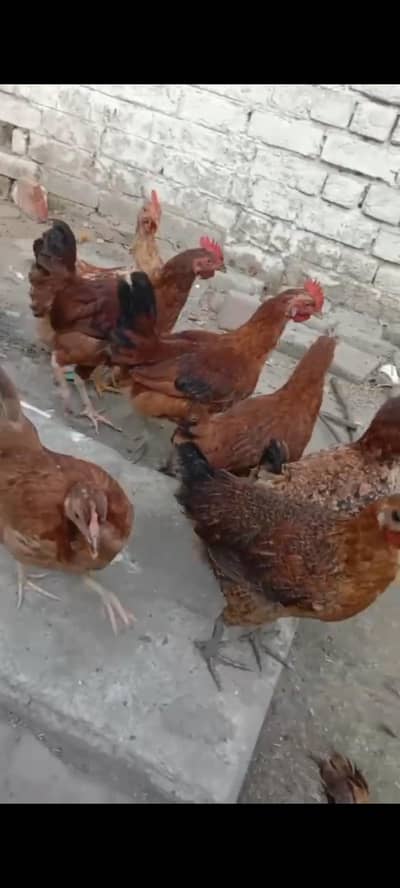 golden misri 9 pice ha 5 murgy 1 murgi murgy azany daty han