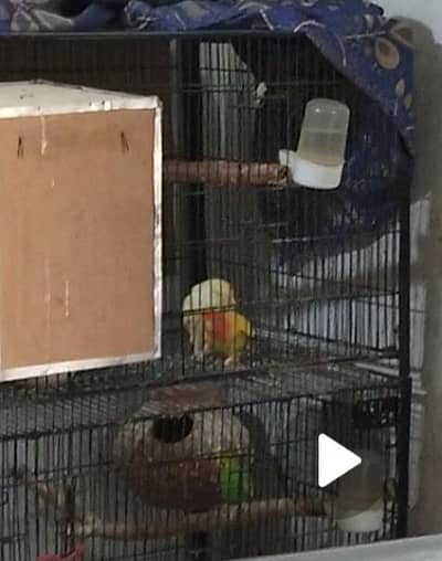 Lovebird Breeder pair