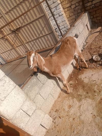 Desi goat with half kg milk daily