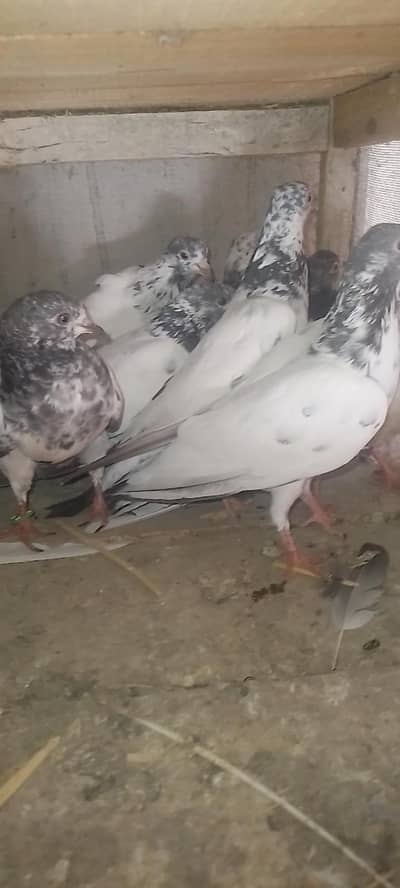 Teddy bachy for sale