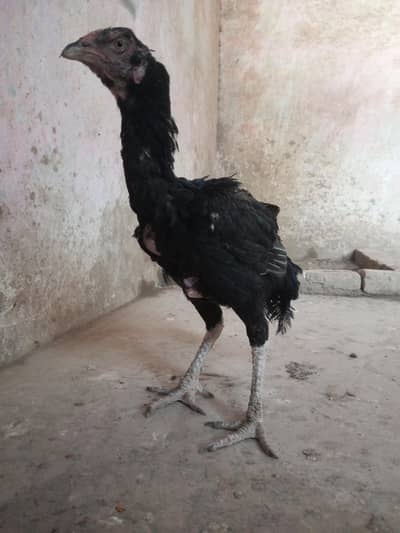 Aseel murgi O3OO-4833-892