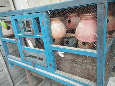 Raw Parrot House for sale