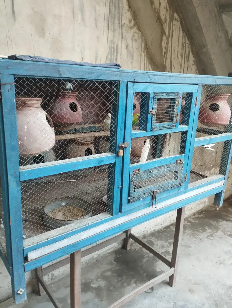 Raw Parrot House for sale — photo 2
