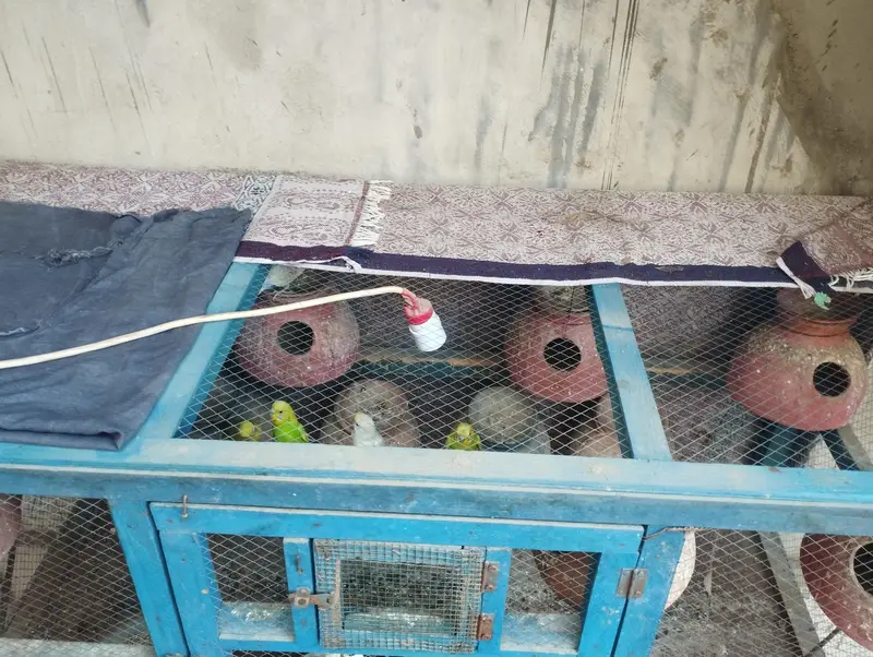 Raw Parrot House for sale — photo 3