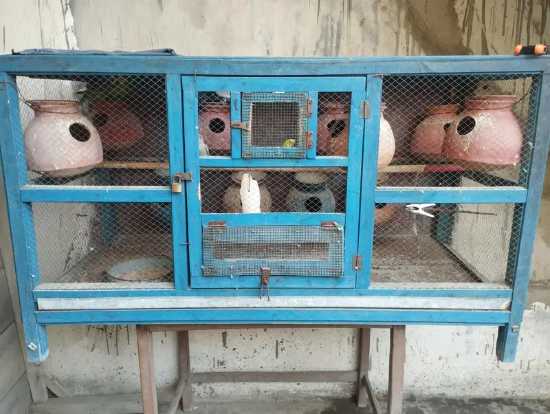 Raw Parrot House for sale — photo 4
