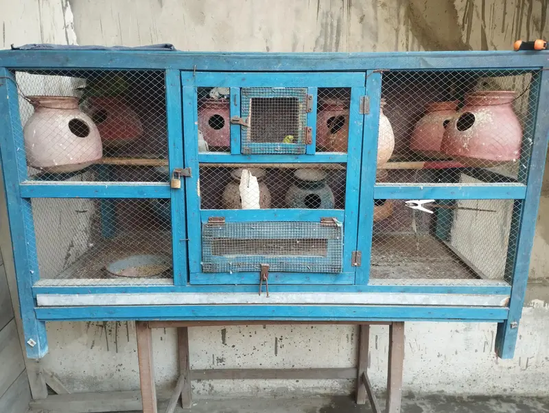 Raw Parrot House for sale — photo 5