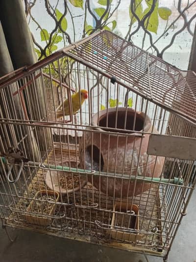 love birds (colour mutation)