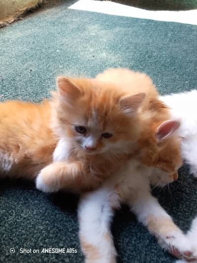 Persian kitten peir