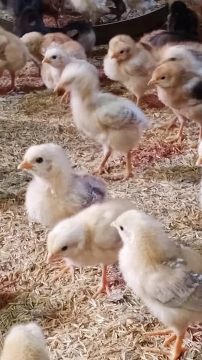 golden misri | desi chicks | 17 day old chicks | misri chicks | Chuza