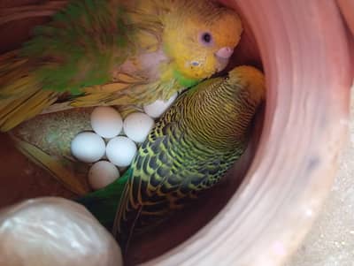 پورا سیٹ اپ فور سیل 03101020766