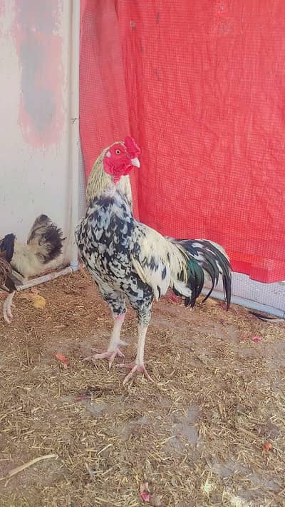 Aseel Jawa Plus Aseel Sindhi Murga or Desi Murga Available