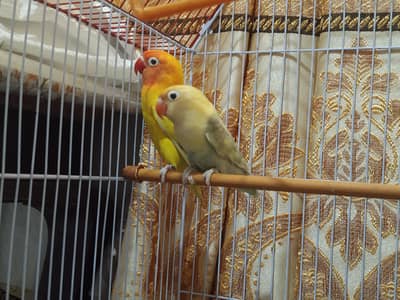 Love Birds Pair For sell