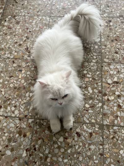 15 months Persian male white cat - ideal for pet loving families