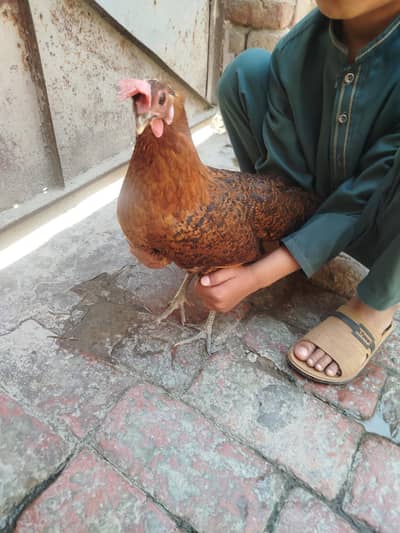 03247552903 do murgi ek murga