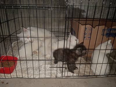 Persian Cat with kittens