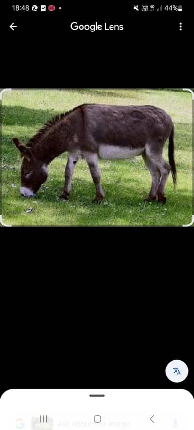 donkeys