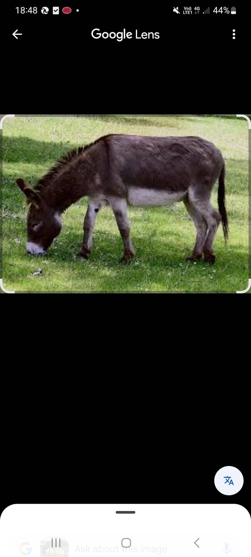 donkeys 0