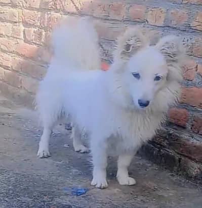 o seiz russain loung cote male for sle