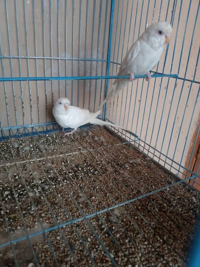 red eyes breederpair