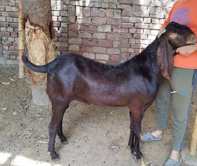 Pure beetal goats | Bakray | breeder Goats | Qurnbani Goats for sale