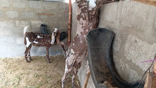 Bakra bakery available