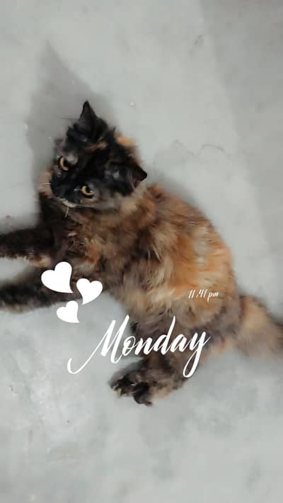 Persian Tamed Female 03234586913