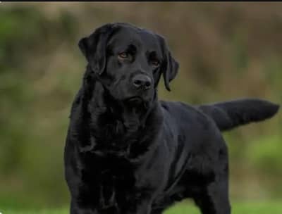 Black labrador Dog available