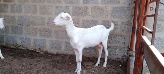 Goats for sale and kids