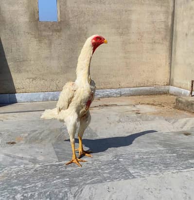 Shamo high quality female for sale ha