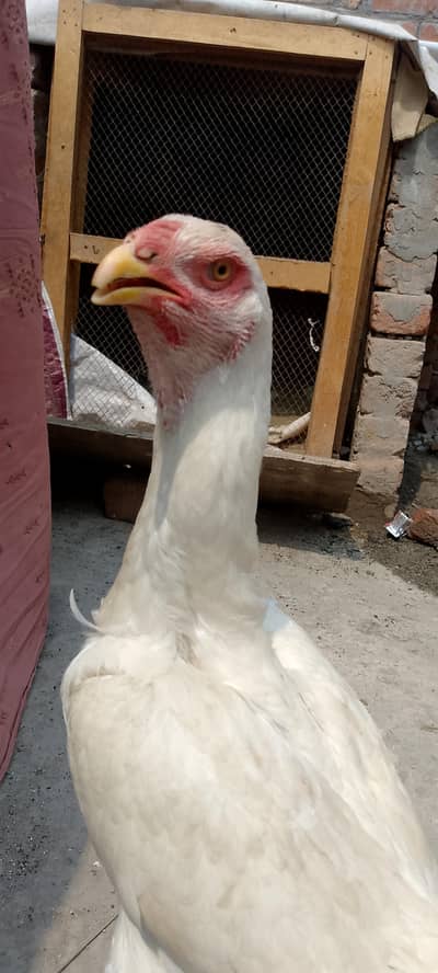 king shamo aseel /king size Shamo/white shamo