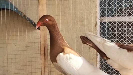 denish breeder pairs
