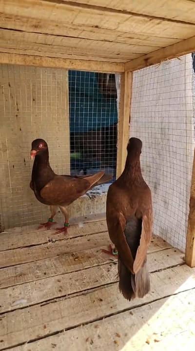 denish breeder pairs