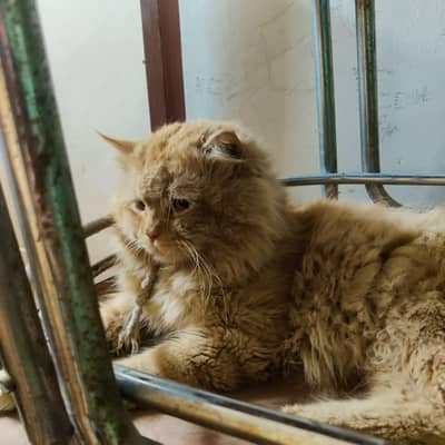 double coat Bila forsela