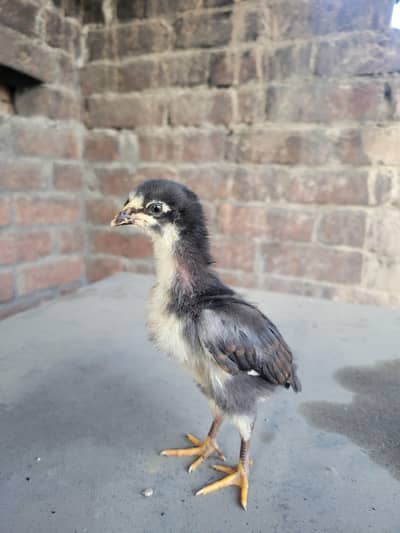 Japanese Shamo Aseel Chicks for Sale