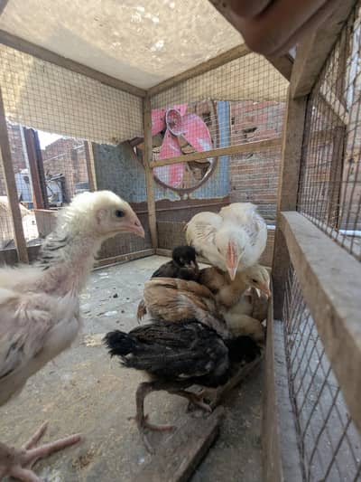 Aseel Shamo cross healthy breed from home