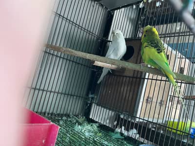 Exhibition bredr pair