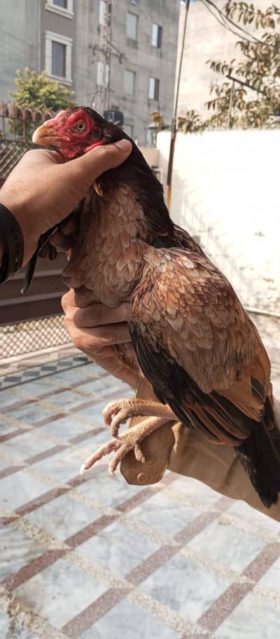 amrohi female available