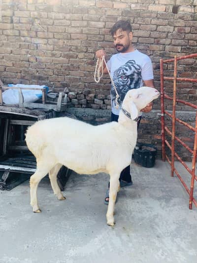 Qurbani k liye dumbay Availble . . . .