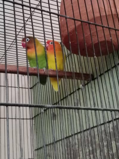 lotino pastana to feshal breedar pair