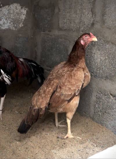 Pure Aseel Amrohi, Cheeni and Mianwali Chicks