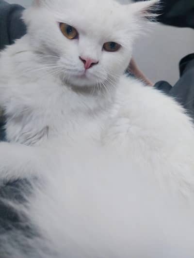 White Persian Female Cat Healthy and playful